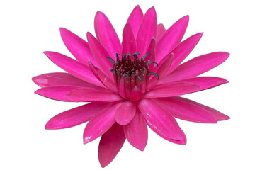 The beautiful lotus flower with the background removed to make it stand out.