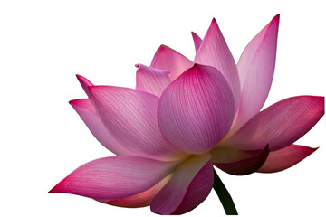 The beautiful lotus flower with the background removed to make it stand out.