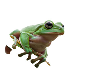 Obraz premium Frog with transparent PNG background