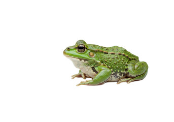 Fototapeta premium Frog with transparent PNG background