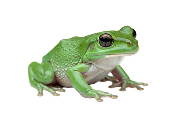Obraz premium Frog with transparent PNG background