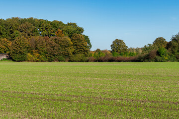 landscape with trees