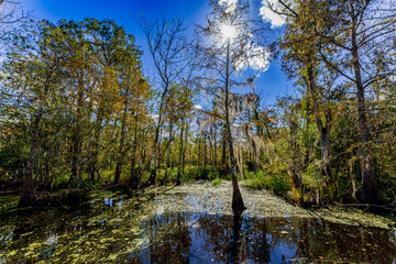 Bayou scenery of South Louisiana, USA