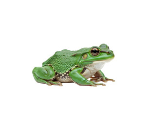Obraz premium Frog with transparent PNG background
