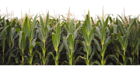 Lush green cornfield, with tall stalks and feathery tassels in full growth, cutout, PNG isolated on white or transparent background