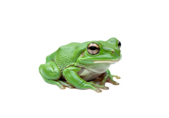 Obraz premium Frog with transparent PNG background