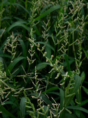 Beckmannia syzigachne - American Sloughgrass with Green Spike-like Flower Panicles in Field