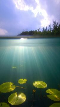 Split View Of Lily Pads Underwater And Sky Above With Sun Rays Shining Through Water