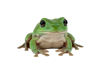 Obraz premium Frog with transparent PNG background