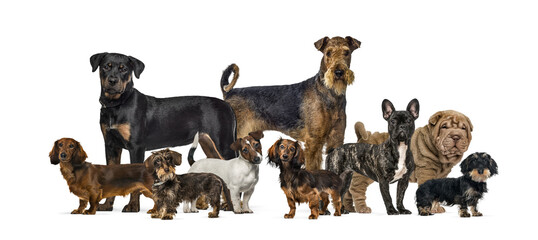 Group of various dog breeds standing transparent background