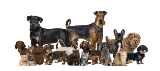Group of various domestic dogs and cats on transparent background