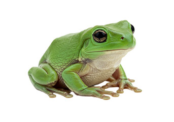 Obraz premium Frog with transparent PNG background