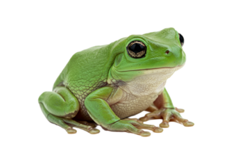 Frog with transparent PNG background