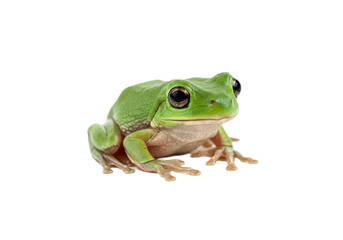 Fototapeta premium Frog with transparent PNG background