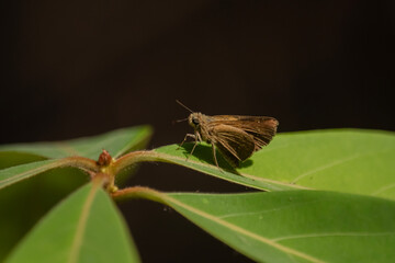 butterfly on leaf
