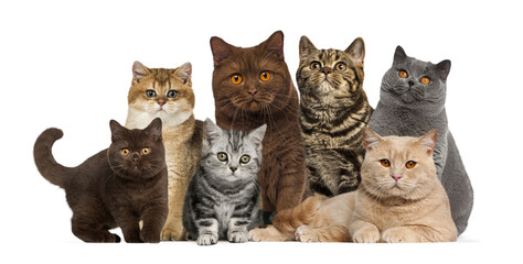 Group of various british shorthair cats and kittens