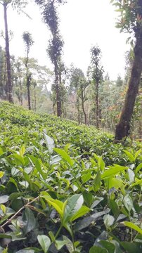Lush tea garden on Misty hillside under blue sky 