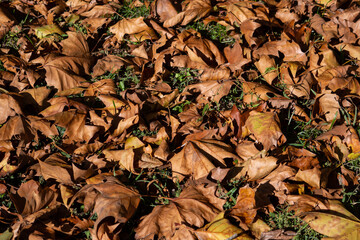 Autumn leaves background