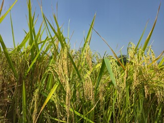 Golden Rice Plants Ready for Harvest in Sunlit Paddy Field
