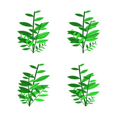 Collection of various illustrations of foliage plants