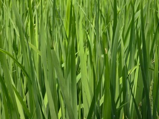 Close-Up of Green Rice Plant with Growing Grains in Paddy Field