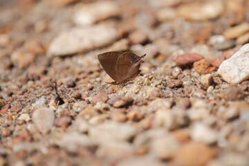 brown butterfly on the sand, Amblypodia anita, the purple leaf blue butterfly