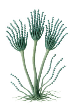 Penicillium mold featuring conidiophores with chains of spores.