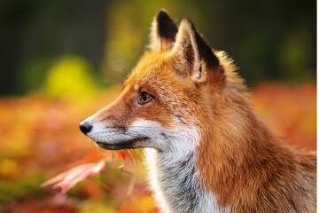 The red fox is looking closely at something.