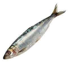 A fresh sardine lies isolated on transparent background