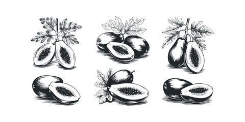 Fototapeta premium Fresh papaya halves and whole fruits with leaves sketch