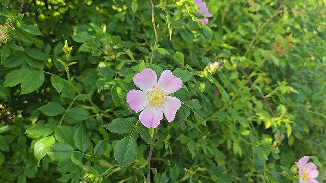 Close-up of wild rose (Rosa canina) flowers blooming outdoors.
