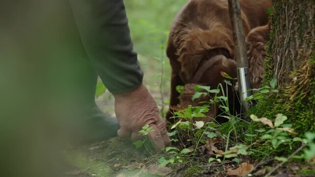 Man harvests truffle from soil near tree while dog continues sniffing in forest undergrowth. Close up