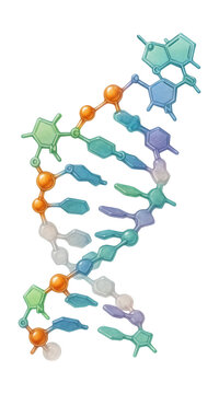 Single-stranded RNA with a ribose sugar backbone.