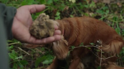 Dog finds a truffle in the woods, showcasing joy and discovery