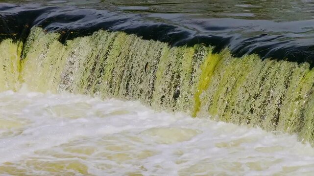 Natural wildlife moment showing fish power and persistence against water stream