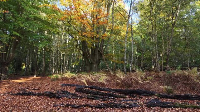 Vibrant colours of autumn Drone rises through canopy Epping Forest UK blue sky