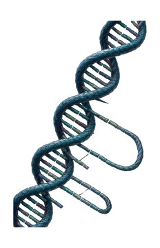 Lagging strand featuring discontinuous DNA synthesis with several Okazaki fragments.