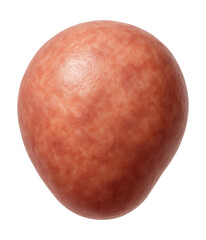 Fototapeta premium Breast fibroadenoma with a firm, rubbery feel and clear, defined edges.