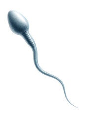 Streamlined elongated sperm cell with a flagellum.