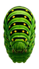Green caterpillar with black stripes and yellow dots, resembling a black swallowtail.
