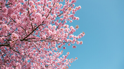 Spring landscape with flowers, copy space