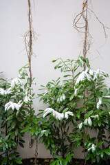 Green plants in the snow, the first snow