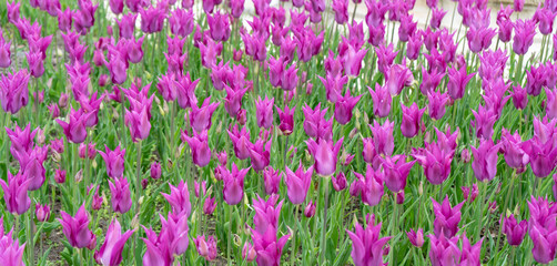 Lilac tulip flowers in garden. Bloom tulips in park on flower bed, April bouquet, blooming tulipa