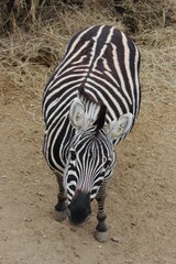 Fototapeta premium zebra close up