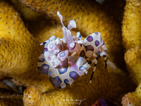 Harlequin shrimp (Hymenocera elegans)