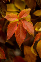 red autumn leaves