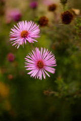 Obraz premium pink and white flowers