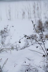 Naturalistic wildlife-friendly winter garden - natural meadow with yarrow herbs and native flowers.