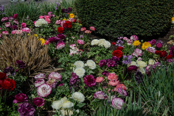 Colorful flowers in the garden