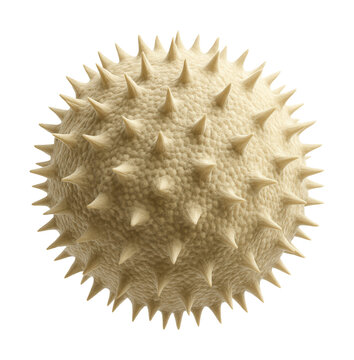Microscopic image of a pollen grain with spiky texture and round shape.